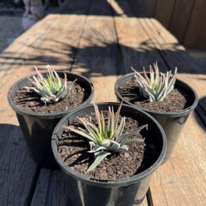 Haworthiopsis attenuata var. radula