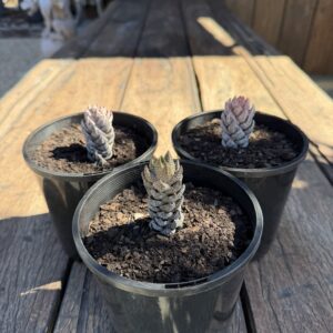 Haworthiopsis coarctata