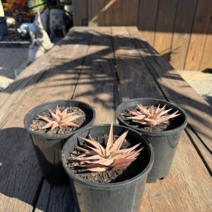 Haworthiopsis limifolia var. ubomboensis