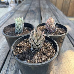 Haworthiopsis reinwardtii var. zebrina
