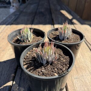 Haworthiopsis zebrina