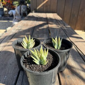 Mini Aloe No. 1