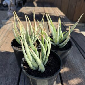 Mini Aloe No. 2