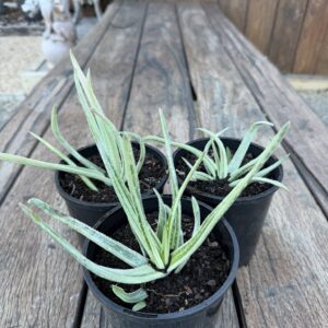 Mini Aloe No 3