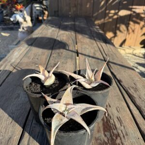 Mini Aloe No 4