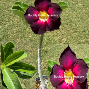 Extra, Extra Tall Bright Purple/Pink Desert Rose