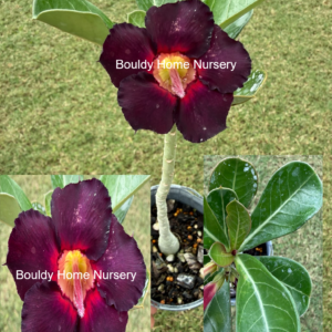 Extra, Extra Tall Dark Purple Desert Rose