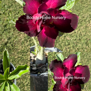 Vivid Double Pink/Purple Desert Rose