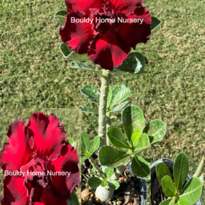 Tall Double Red/Purple Frilly edge Desert Rose