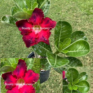 Extra Large Red/Purple Splashes Desert Rose