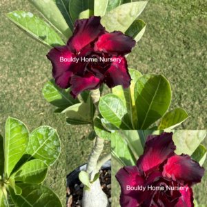 Large Big Base Double Purple/Red Desert Rose