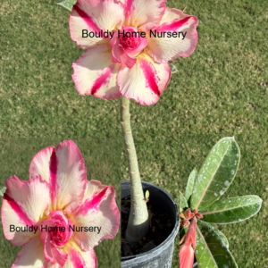 Extra Large Double Peach/Pink/Yellow Star Desert Rose