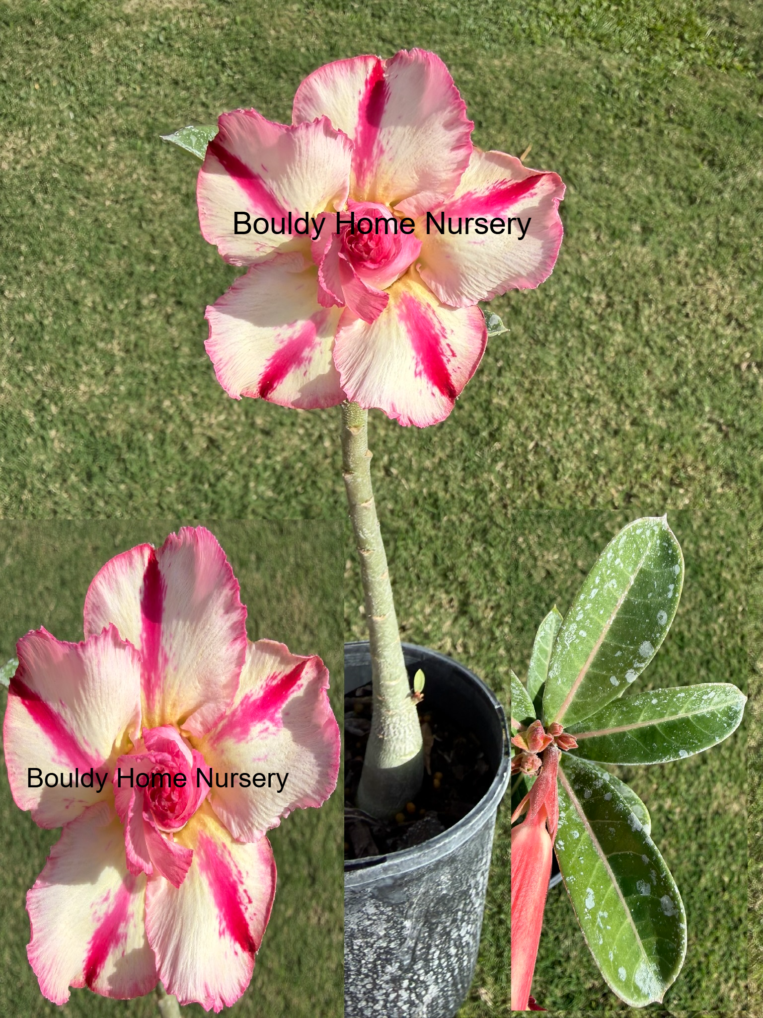 Extra Large Double Peach/Pink/Yellow Star Desert Rose