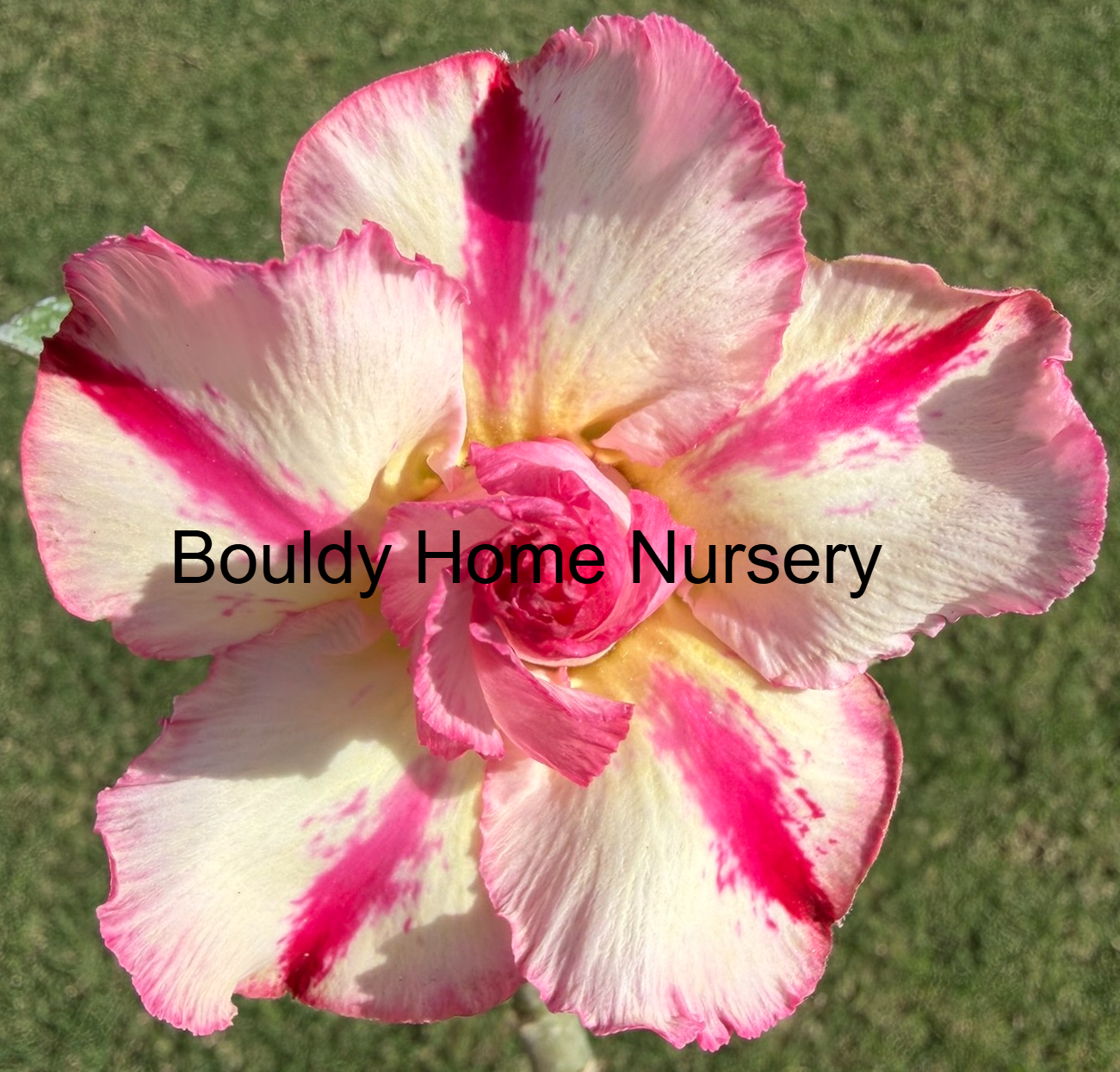 Extra Large Double Peach/Pink/Yellow Star Desert Rose - Image 2