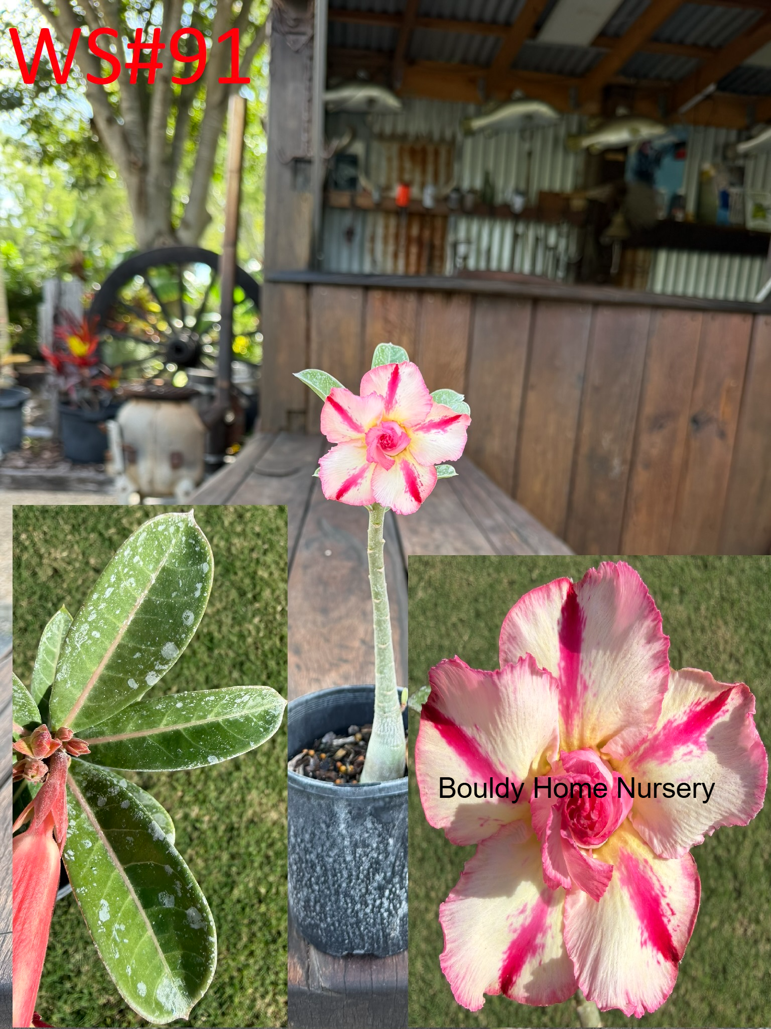 Extra Large Double Peach/Pink/Yellow Star Desert Rose - Image 3