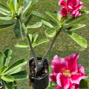 Jumbo Double Santa Desert Rose
