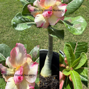 Extra Large Double Yellow/Pink Desert Rose