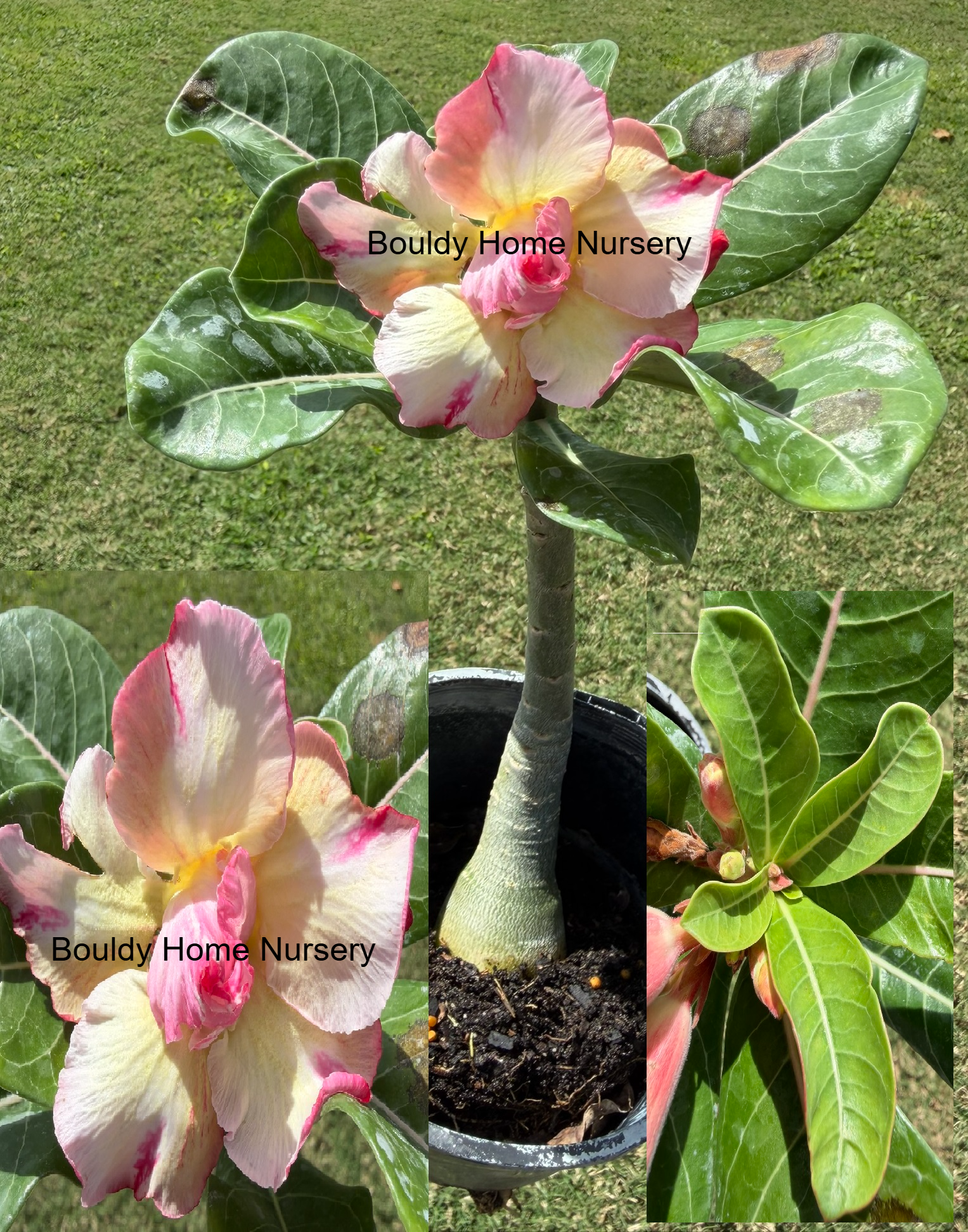 Extra Large Double Yellow/Pink Desert Rose