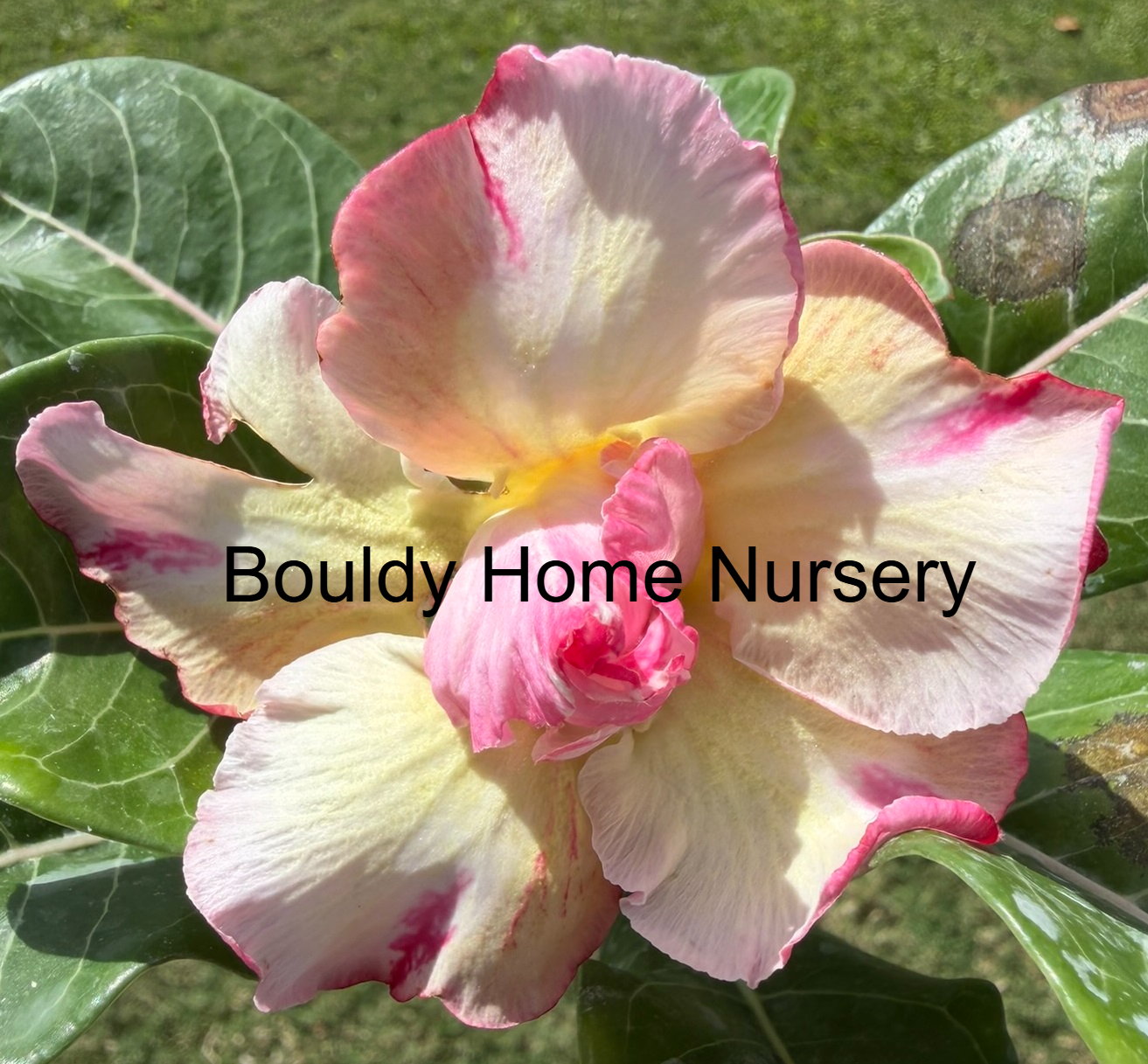 Extra Large Double Yellow/Pink Desert Rose - Image 2