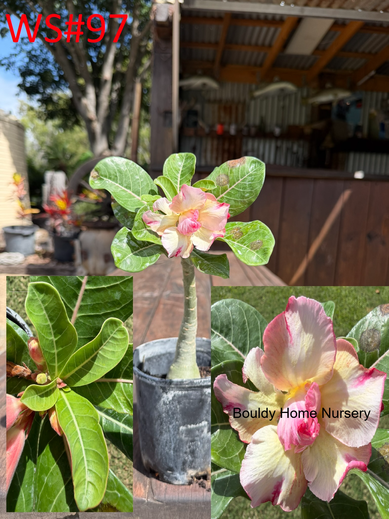 Extra Large Double Yellow/Pink Desert Rose - Image 3