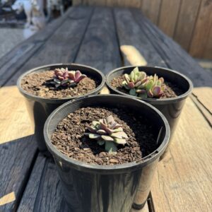 Adromischus Hemisphaericus