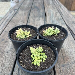 Crassula 'Money Maker'