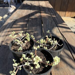 Crassula ovata 'Variegata'
