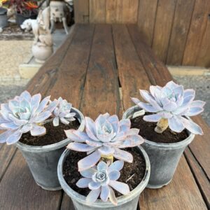 Echeveria 'Andromeda'