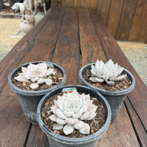 Echeveria 'Beverley'