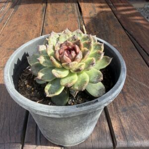 Echeveria 'Black Rose'