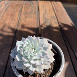 Echeveria Blue Bird