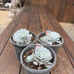 Echeveria 'Blue Cloud'