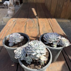 Echeveria 'Blue Heron'