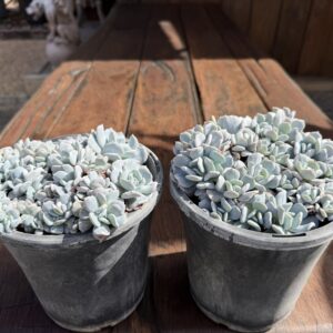 Echeveria 'Exotic'