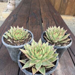 Echeveria 'Lipstick'