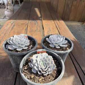 Echeveria 'Madusa'