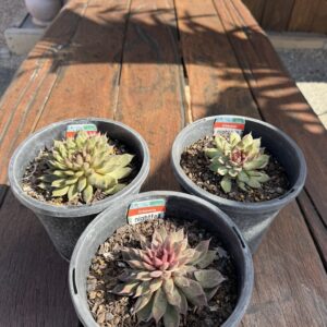 Echeveria 'Nightfall'