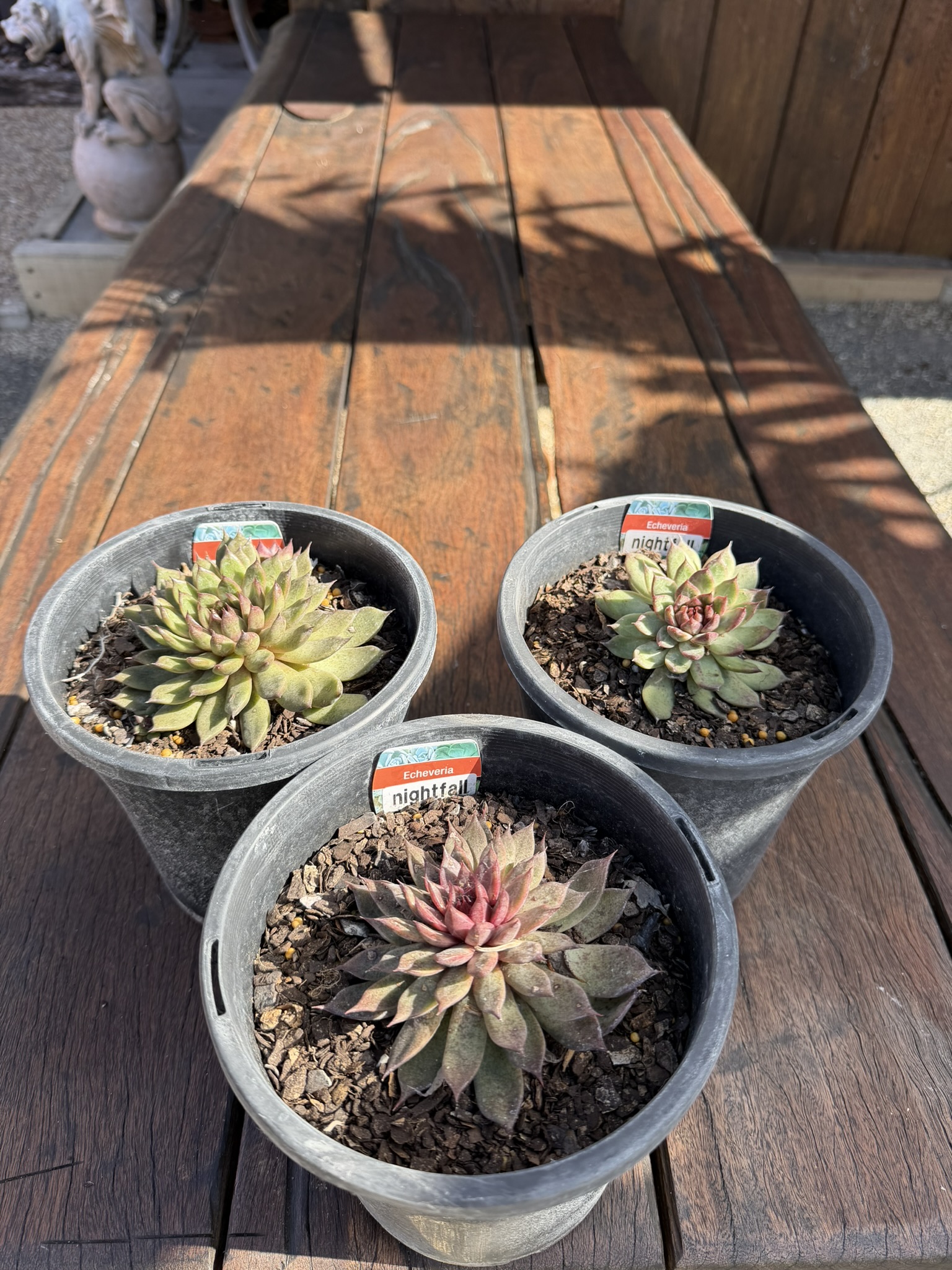 Echeveria 'Nightfall'