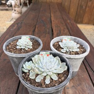 Echeveria 'Snow Bunny'