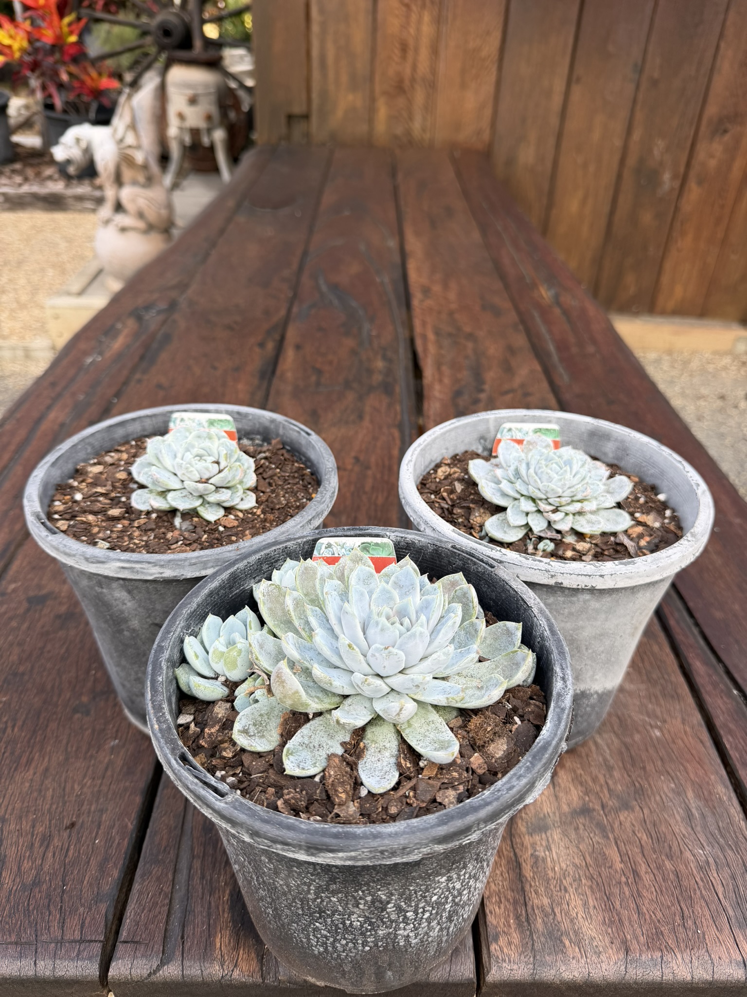 Echeveria 'Snow Bunny'