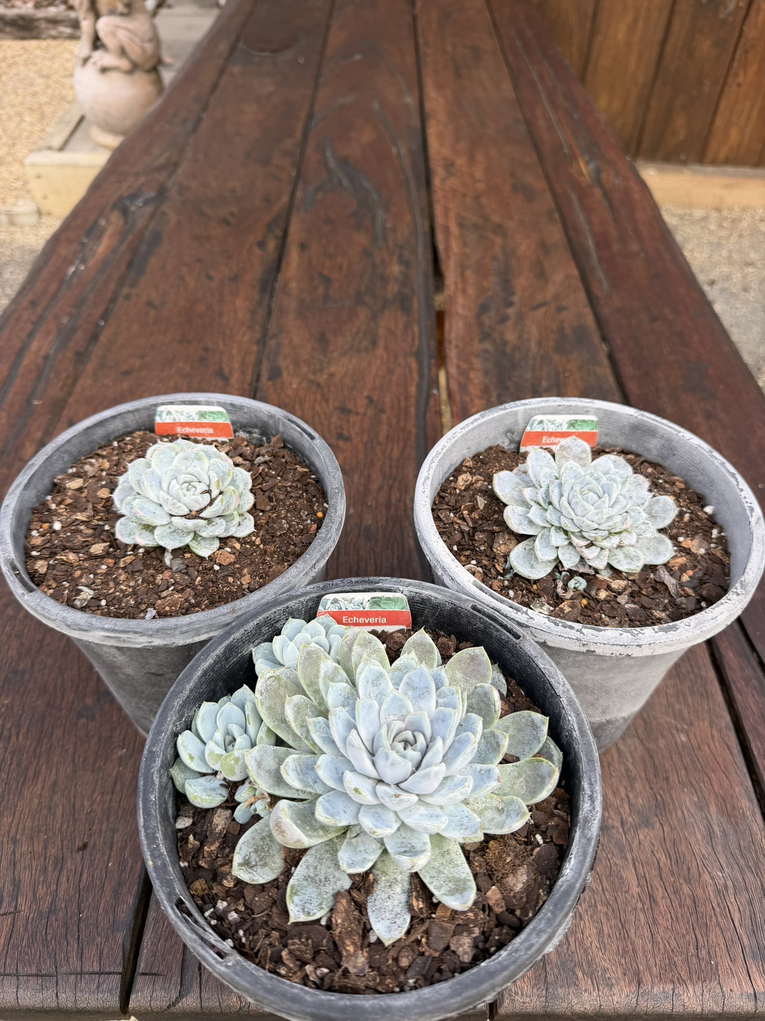 Echeveria 'Snow Bunny' - Image 2