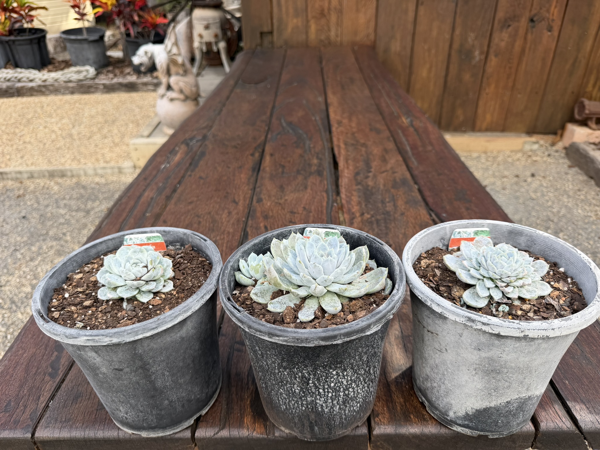Echeveria 'Snow Bunny' - Image 3
