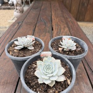 Echeveria 'Star Struck'