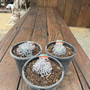 Echeveria 'Swan Lake'
