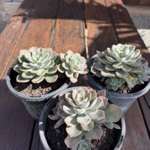 Echeveria Viridis
