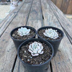 Echeveria 'Lucinda'