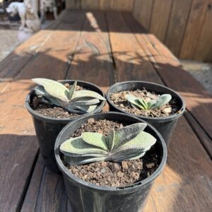 Gasteria Minima