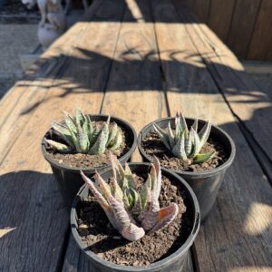 Gasteria batesiana "kaka"