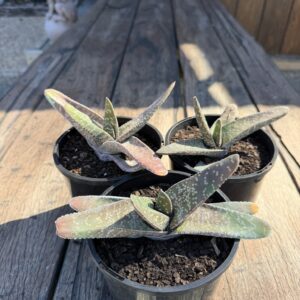 Gasteria Gracilis