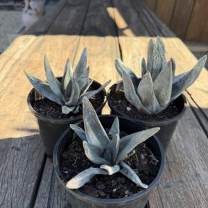 Gasteria Nigricans Monstrose